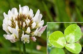 Image result for Trifolium repens