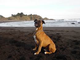 Think i just hit upon the perfect dog! 11 Dogs That Are Similar To Boxers With Pictures Doggie Designer