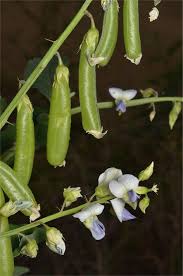 Image result for Crotalaria verrucosa