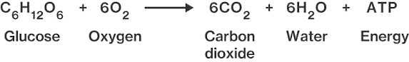 Although carbohydrates, fats, and proteins are consumed as reactants, it is the preferred method of pyruvate breakdown in glycolysis and requires that pyruvate enter the. What Is Cellular Respiration Course Hero