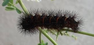Black And Red Caterpillar Identification A Truly Helpful Caterpillar Identification Chart Fuzzy Caterpillar Black Caterpillar Black Fuzzy Caterpillar