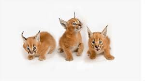 The offspring will live with their mothers as long as a year, when they reach sexual maturity. Caracal Cats Thailand Posts Facebook
