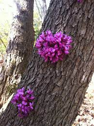 The classic flowering dogwood (cornus florida), hardy in united states department of agriculture (usda. Eastern Redbud Has Quirky Flowering Characteristics Harvey Cotten Al Com