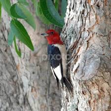 Charles Tysinger's Profile