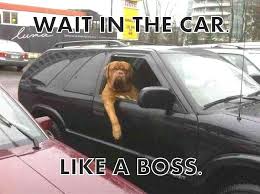 Planet, 4k, luar angkasa, manusia, anjing, wallpaper hd. The Royal Poke 15 Most Funny Dog Memes Gambar Hewan Lucu Meme Anjing Humor Hewan Lucu