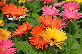Image result for Gerbera jamesonii