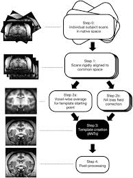 Beautifully designed, easily editable templates to get your work done faster & smarter. A Population Mri Brain Template And Analysis Tools For The Macaque Biorxiv