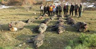 Treibjagd In Der Turkei Aufregende Jagd In Der Turkei