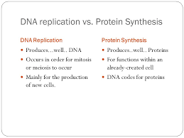 What enzymes are involved in dna replication? Dna Replication And Protein Synthesis Proteinwalls