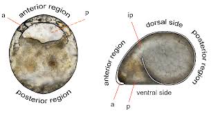 Image result for Centropodia