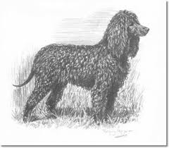 Image result for root-tail