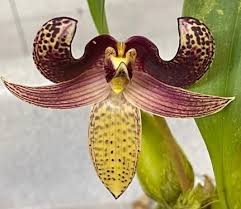 Image result for Bulbophyllum humblotii