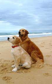 Golden retriever puppy selection begins when the puppies are at least 3 weeks old and is based on the order of deposits received. Pin By Pamperyourfurryfriend Com On Golden Retrievers Golden Retriever Best Dogs For Families Beautiful Dogs