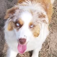 Check spelling or type a new query. Australian Shepherd Puppies Colorado Australian Shepherd Puppies Colorado