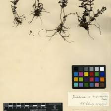 Image result for Hymenophyllum mossambicense