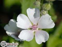 Check spelling or type a new query. Mellaga E Bardhe Enciklopedia Shqiptare