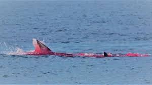 Shark attack data for nova scotia, canada. Whale Watchers Spot Shark Snacking On Seal Near N B Coast Ctv News