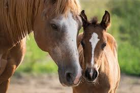 What A Baby Horse Is Called And More Fun Facts