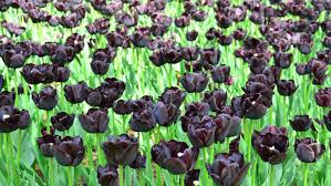 Tulpen blühen früh in vielen farben und zeigen, dass der frühling da ist. Tulpen Pflanzen 6 Sorten An Denen Ihr Lange Freude Habt