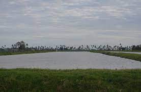 Plot of land 283 hampton court,essequibo coast. Embracing Diversification Large Scale Essequibo Coast Farmers Adapting To Downturn In Rice Industry Guyana Chronicle