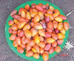 Image result for Mimusops kummel