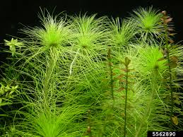 Image result for Eriocaulon setaceum