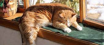 Are Indoor Cats Happy Care Com