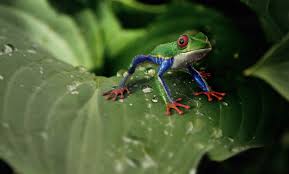 Red eyed tree frogs are arboreal animals. Bromeliads Are Great For Frogs The Tye Dyed Iguana Reptiles And Reptile Supplies In St Louis