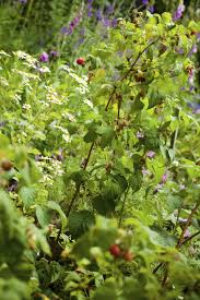 Fruit plants and bushes we provide include blackberries berries unlimited: Companion Planting With Raspberries Good Companion Plants For Raspberry Bushes