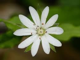 Image result for Stellaria sennii