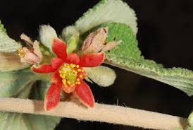 Image result for Landolphia villosa