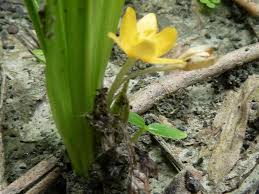 Image result for Hypoxidaceae