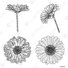 Scarica arte modelli powerpoint (ppt) e sfondi per le tue presentazioni. Margherita Floreale Botanica Raccolta Schizzo Margherita Fiori Disegni Linea In Vettore Stock Crushpixel