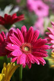 Garden Picture Photo Love Flowers Beautiful Flowers Flax Flowers