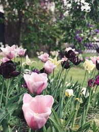 Tulpenkollektionen Gartenprodukte Blumen Und Tulpen