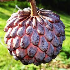 Image result for Annona squamosa