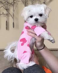 Adorable Maltese Puppy In Her Jammies Maltese Dogs Dogs
