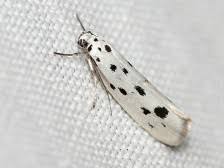 Image result for Ethmia dodecea