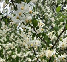 Image result for Styracaceae