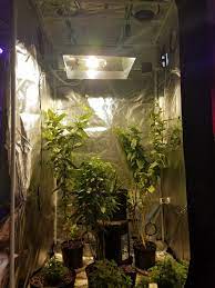 Normally start with mh or cmh during the vegetative phase. Grower S Guide To Cmh Htg Supply Hydroponics Grow Lights