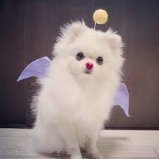 30 Awesome Dog And Cat Halloween Costumes Slideshow Cattime Dog Costumes Funny White Dog Breeds Cute Dog Costumes