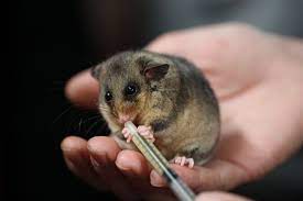 The Mountain Pygmy Possum Is Australia S Only Hibernating Marsupial There Are Thought To Be Le Australian Native Animals Australia Animals Australian Animals
