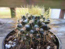 While clipping in might sound like a daredevilish act to the everyday cruiser, you can't call yourself a cyclist until you take the plunge. Cactus And Succulents The Belmont Rooster