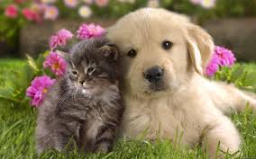 Image result for wallpaper for desktop background cool