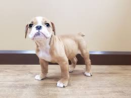Our mission at olde south bulldogges is to produce bulldogges with the bully features we all love, but without the many health issues that affect bulldogs today. Olde English Bulldog Dog Male Fawn White 2558070 Petland Beavercreek Oh