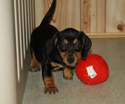 Teacup dachshund puppies for sale in illinois. Miniature Dachshund Puppies For Sale Chicago Il 69617