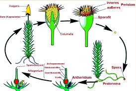 Tumbuhan lumut (bryophyta) merupakan tumbuhan yang relatif kecil, tubuhnya hanya beberapa metagenesis berlangsung seperti pada skema. Metagenesis Tumbuhan Paku Dan Lumut