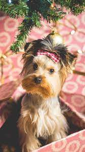 Cute Puppy Christmas Present Iphone 6 Wallpaper Download Iphone Wallpapers Ipad Wallpapers One Stop Down Cute Puppies Puppy Wallpaper Iphone Christmas Puppy