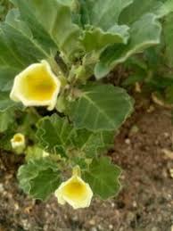 Image result for Pedalium