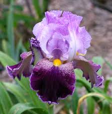 Maybe you would like to learn more about one of these? Tbstreetwalker Tbpthrut Iris Wiki